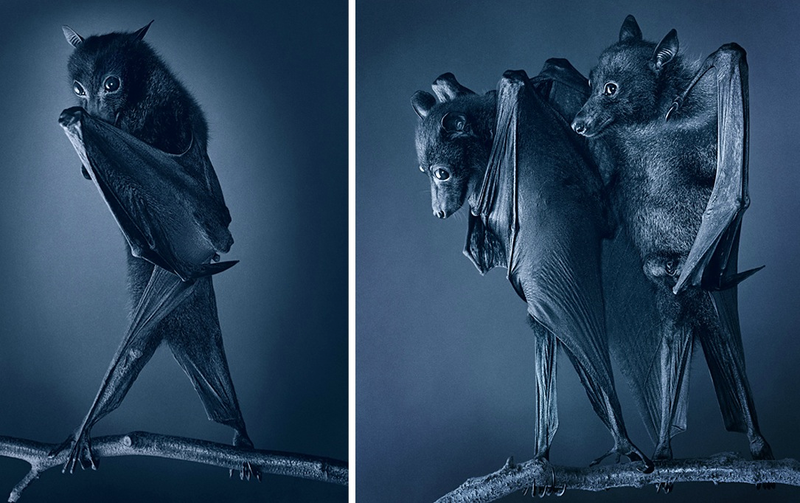 Illustration for article titled Tim Flach's intimate animal portraits reveal nature's human side